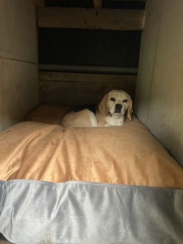 Customer photo review of Cama Para Perro Modelo Origen Kuapets Café-Gris