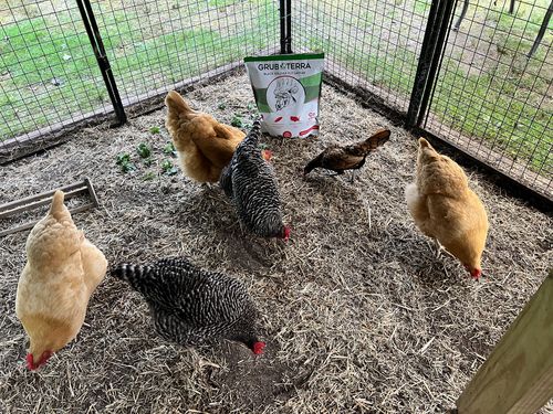 Customer photo review of GrubTerra Dried Larvae