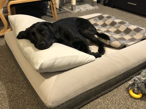 Customer photo review of Orthopaedic Memory Foam Bed