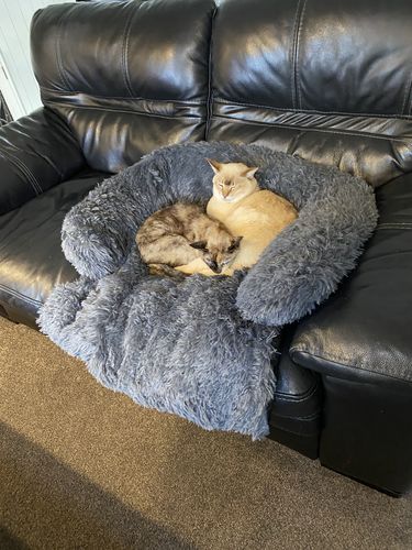 Customer photo review of Calming Couch Bed