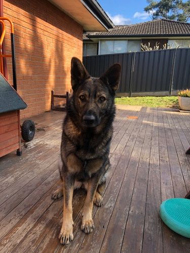 Customer photo review of BarkWise™ Complete