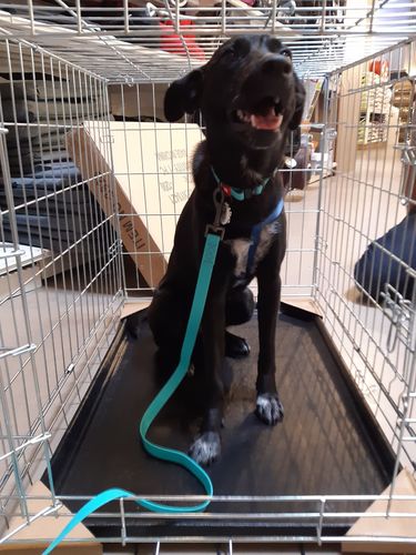 Customer photo review of Waterproof glowing in the dark dog leash