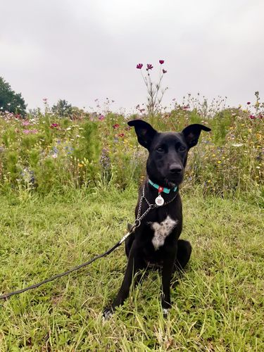 Customer photo review of Waterproof Glowing In The Dark Dog Collar