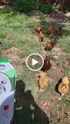 Customer video review of GrubTerra Dried Larvae