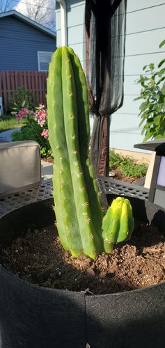 Customer photo review of San Pedro Cactus | Echinopsis pachanoi