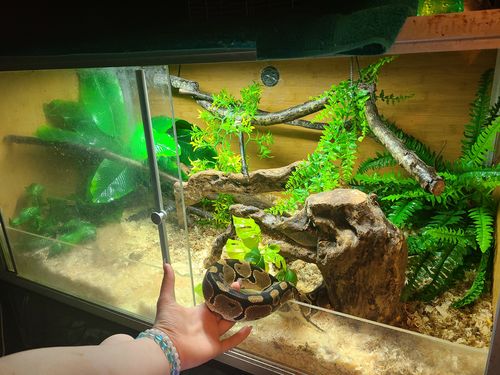 Customer photo review of 4'x2'x2' Original Wood Panel Reptile Enclosure