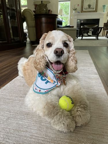 Customer photo review of Lactobacillus Reuteri NCIMB 30242 | Microbiome Plus+