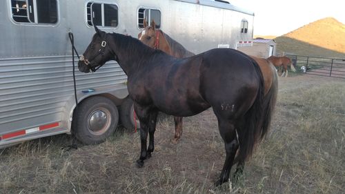 Customer photo review of Gut X » up to 63% Off