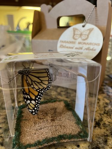 Customer photo review of Classic Live Monarch Butterfly Chrysalis Box