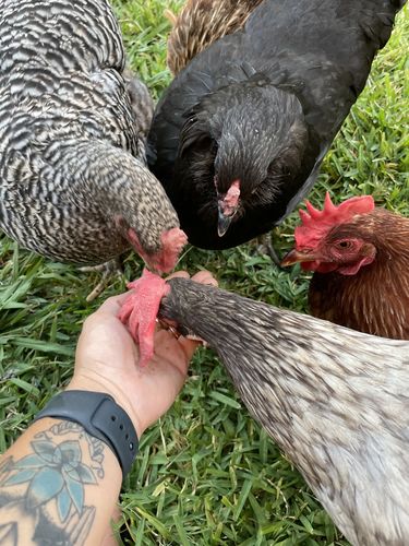 Customer photo review of GrubTerra Dried Larvae