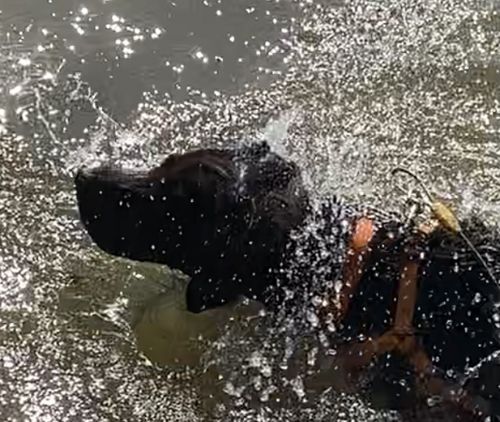 Customer photo review of Ultra-modern waterproof step-in harness for dogs