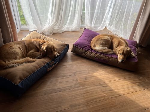 Customer photo review of Cama Para Perro Modelo Origen Kuapets Café-Morado