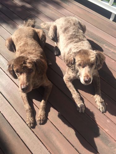 Customer photo review of Adult Canine Food Bars: Beef and Chicken Recipe - CASE