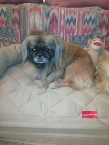 Customer photo review of Rango- Foldable Pet Sofa Bed