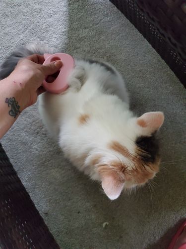 Customer photo review of Cat Hair Removal Massaging Shell Comb