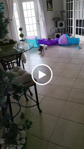 Customer video review of Interactive Bird Simulation Cat Toy Set