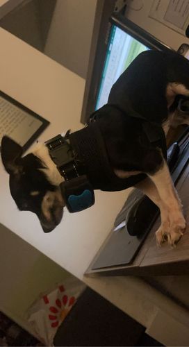 Customer photo review of Collier Anti Aboiement PuppySafe