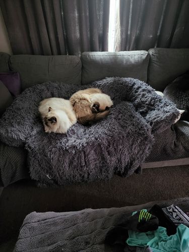 Customer photo review of Calming Couch Bed