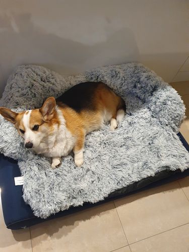 Customer photo review of Calming Couch Cover