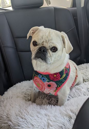 Customer photo review of Dog harness - Juliet in Black - Coral trim