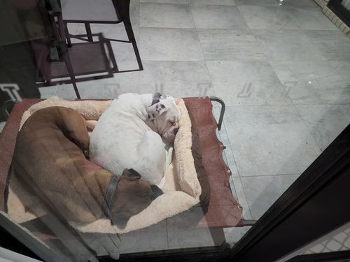 Customer photo review of PaWz Pet Deluxe Soft Cushion