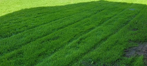 Customer photo review of GCI Turf Alpha Elite Bermuda Grass Seed