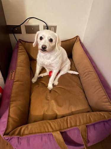 Customer photo review of Cama Para Perro Modelo Nido Morado - Cafe