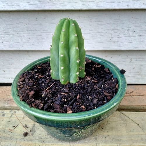 Customer photo review of San Pedro Cactus | Echinopsis pachanoi