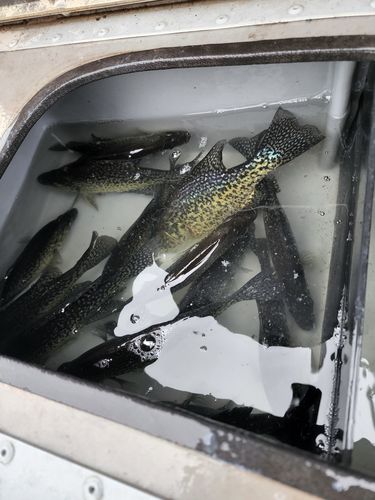 Customer photo review of Custom Panfish Rod