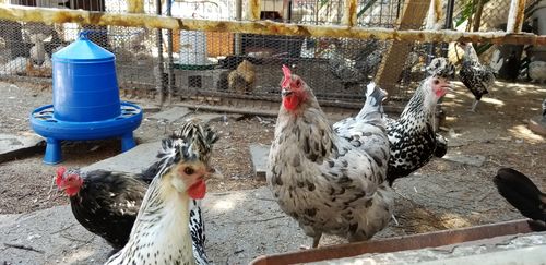 Customer photo review of GrubTerra Dried Black Soldier Fly Larvae