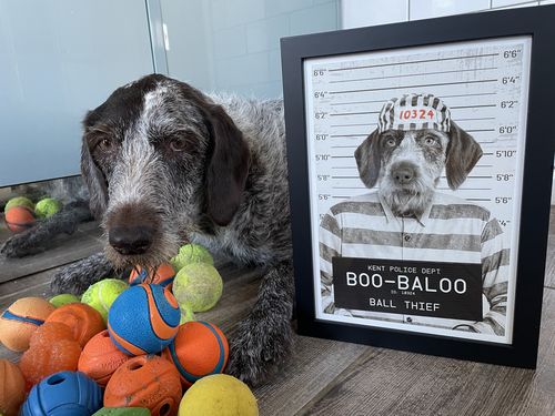 Customer photo review of Naughty Pet Mugshot - Custom Pet Portrait