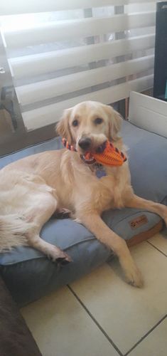 Customer photo review of Cama Para Perro Modelo Origen Kuapets Azul Petróleo