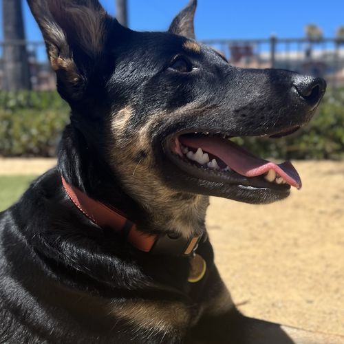 Customer photo review of Terracotta Collar - Recycled Ripstop