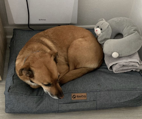 Customer photo review of Cama Para Perro Modelo Origen Kuapets Jeans Claro