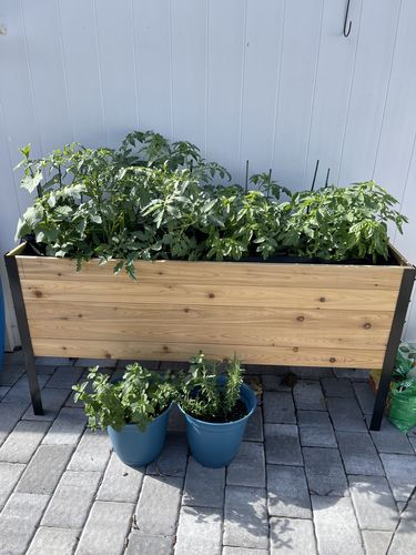 Customer photo review of 18" x 60" Raised Garden Bed