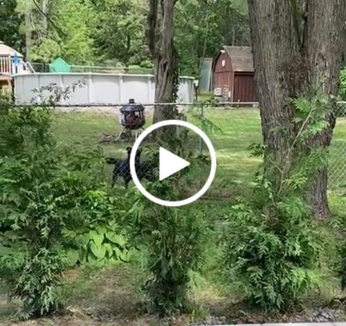Customer video review of Dog Silencer® MAX