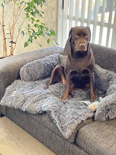 Customer photo review of Calming Couch Bed