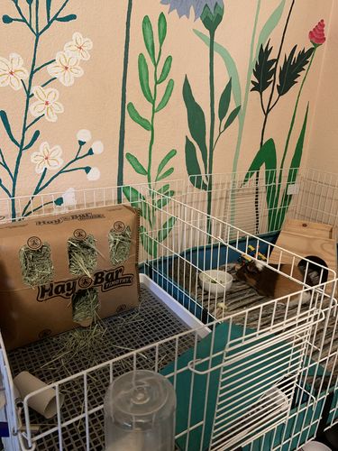 Customer photo review of GuineaDad Nourish Series- Guinea Pig Timothy Hay Bar (5 Pack)