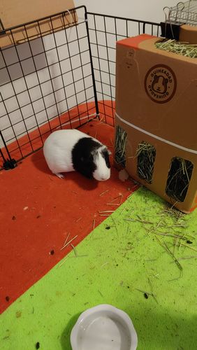 Customer photo review of GuineaDad Nourish Series - Guinea Pig Timothy Hay (3 Pack)