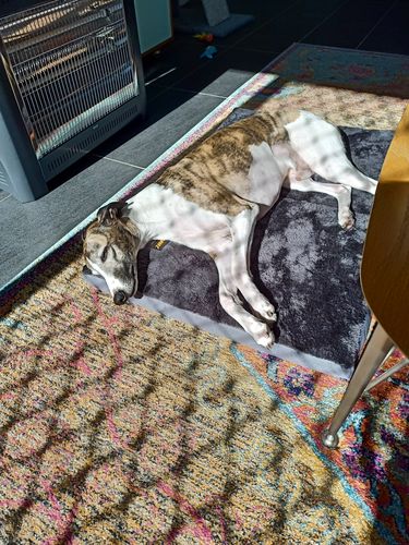 Customer photo review of Pawz Foldable Pet Beds