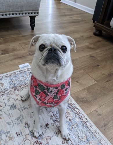 Customer photo review of Dog harness - Strawberry and flowers
