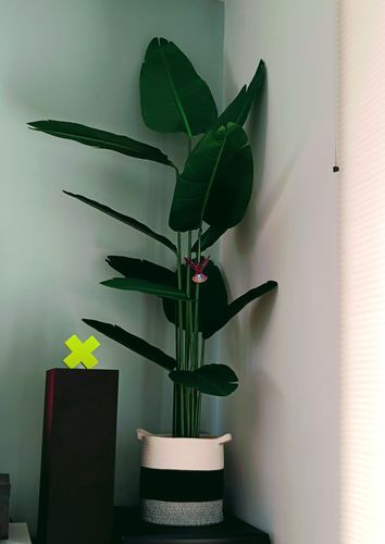 Customer photo review of Strelitzia Kunstplant 180cm
