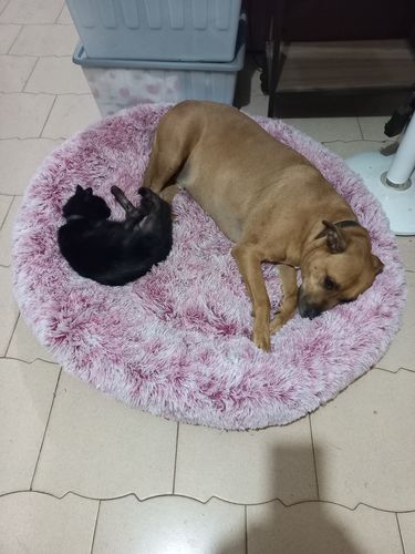 Customer photo review of PaWz Removable Cover Calming Pet Bed