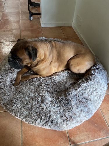 Customer photo review of PaWz Removable Cover Calming Pet Bed