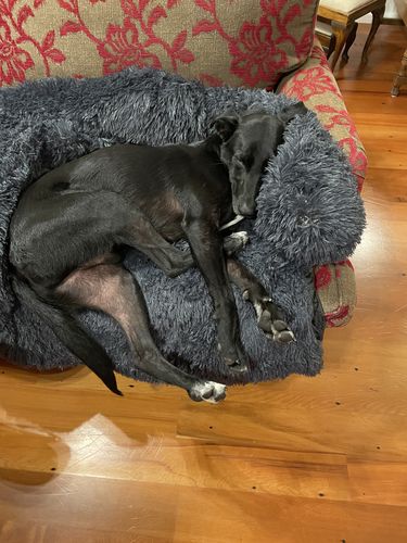 Customer photo review of Calming Couch Bed