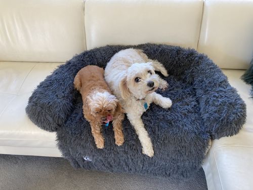Customer photo review of Calming Couch Bed