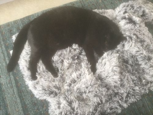 Customer photo review of PaWz Pet Calming Blanket
