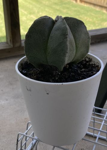 Customer photo review of Bishop's Cap Cactus | Astrophytum myriostigma