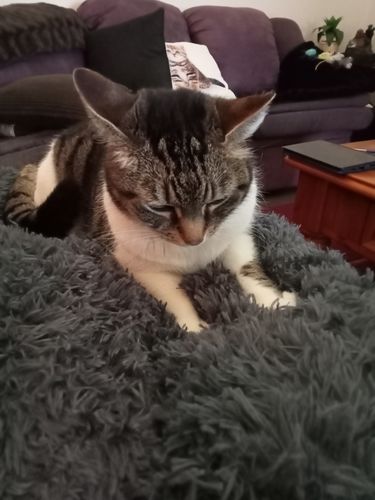Customer photo review of Pawz Non-Removable Calming Pet Bed