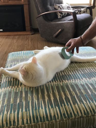 Customer photo review of Cat Hair Removal Massaging Shell Comb